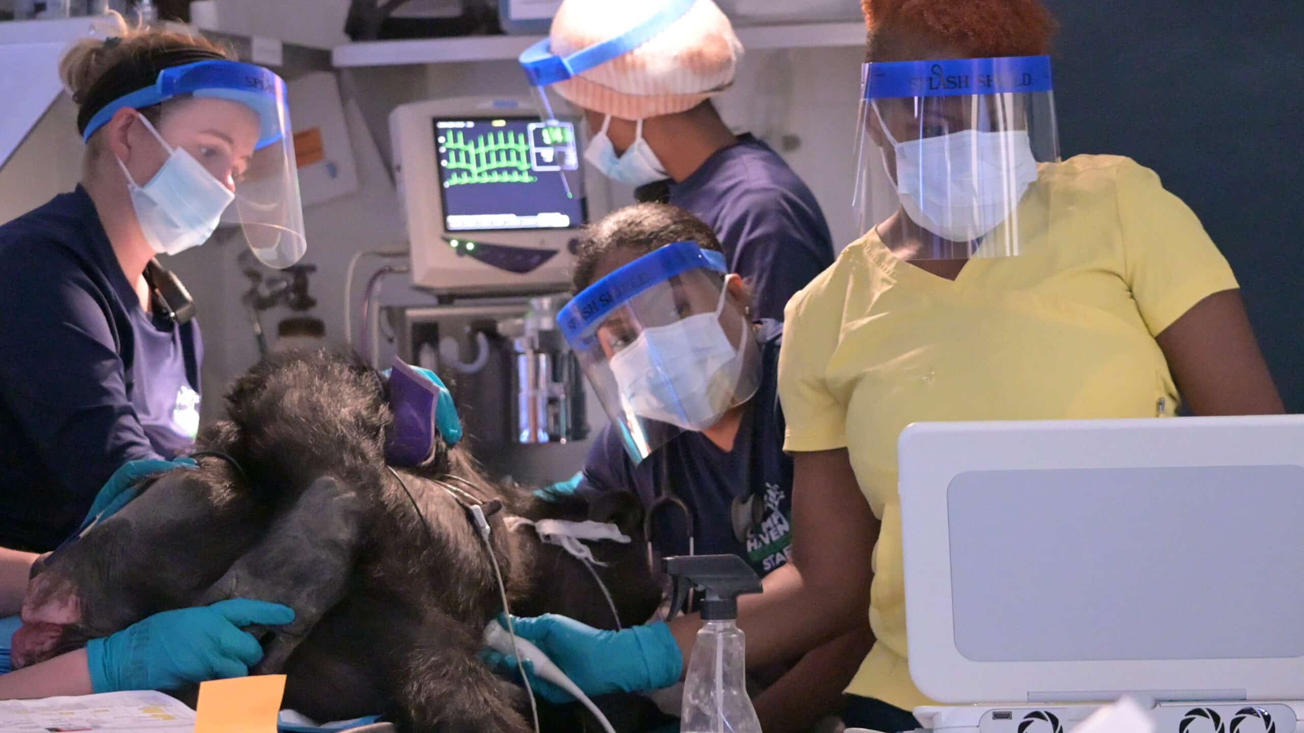 OneDose Partners with Chimp Haven in a First-of-Its-Kind Deployment